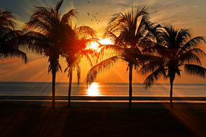 Photo Palmiers Vacances